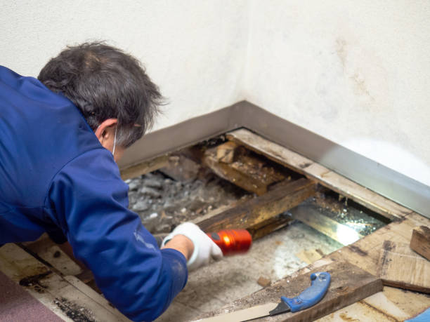 Best Mold Testing  in Hampton, IL