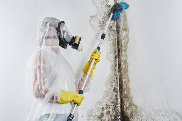 Best Mold Removal and Inspection  in Hampton, IL