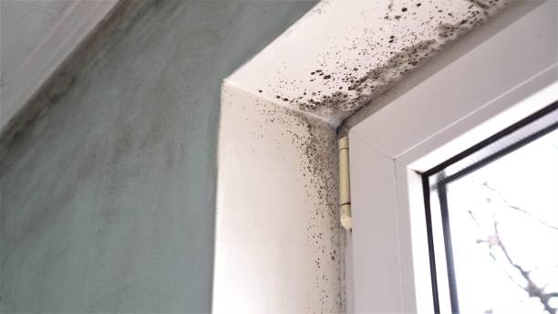 Best Mold Damage Repair  in Hampton, IL