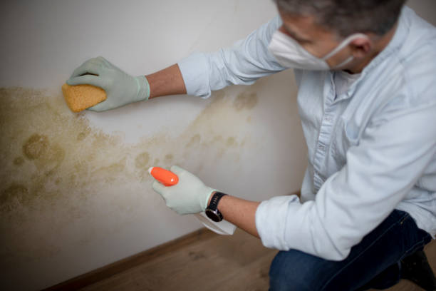 Best Black Mold Removal  in Hampton, IL
