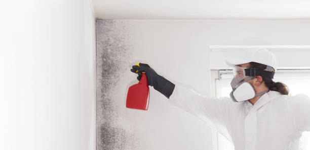 Best Mold Testing  in Hampton, IL