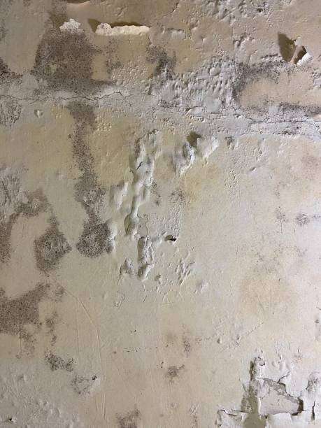 Best Professional Mold Removal  in Hampton, IL