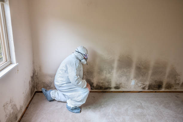 Attic Mold Removal in Hampton, IL