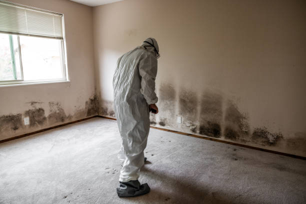 Best Mold Remediation Experts  in Hampton, IL