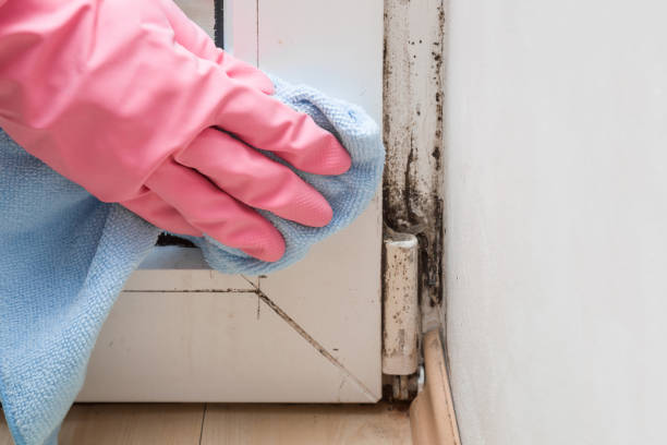 Best Local Mold Removal Service  in Hampton, IL