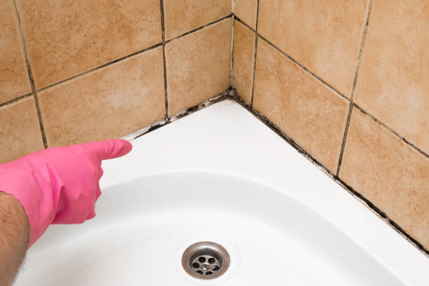 Best Mold Damage Repair  in Hampton, IL