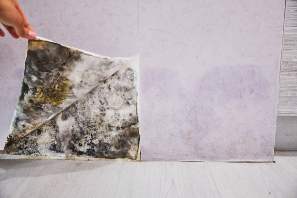 Best Fast Mold Removal  in Hampton, IL